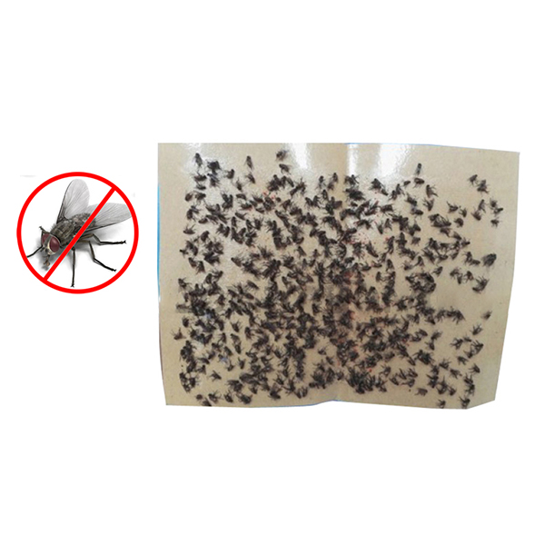 Combo 20 miếng keo dính ruồi, bẫy ruồi nhặng và côn trùng siêu dính